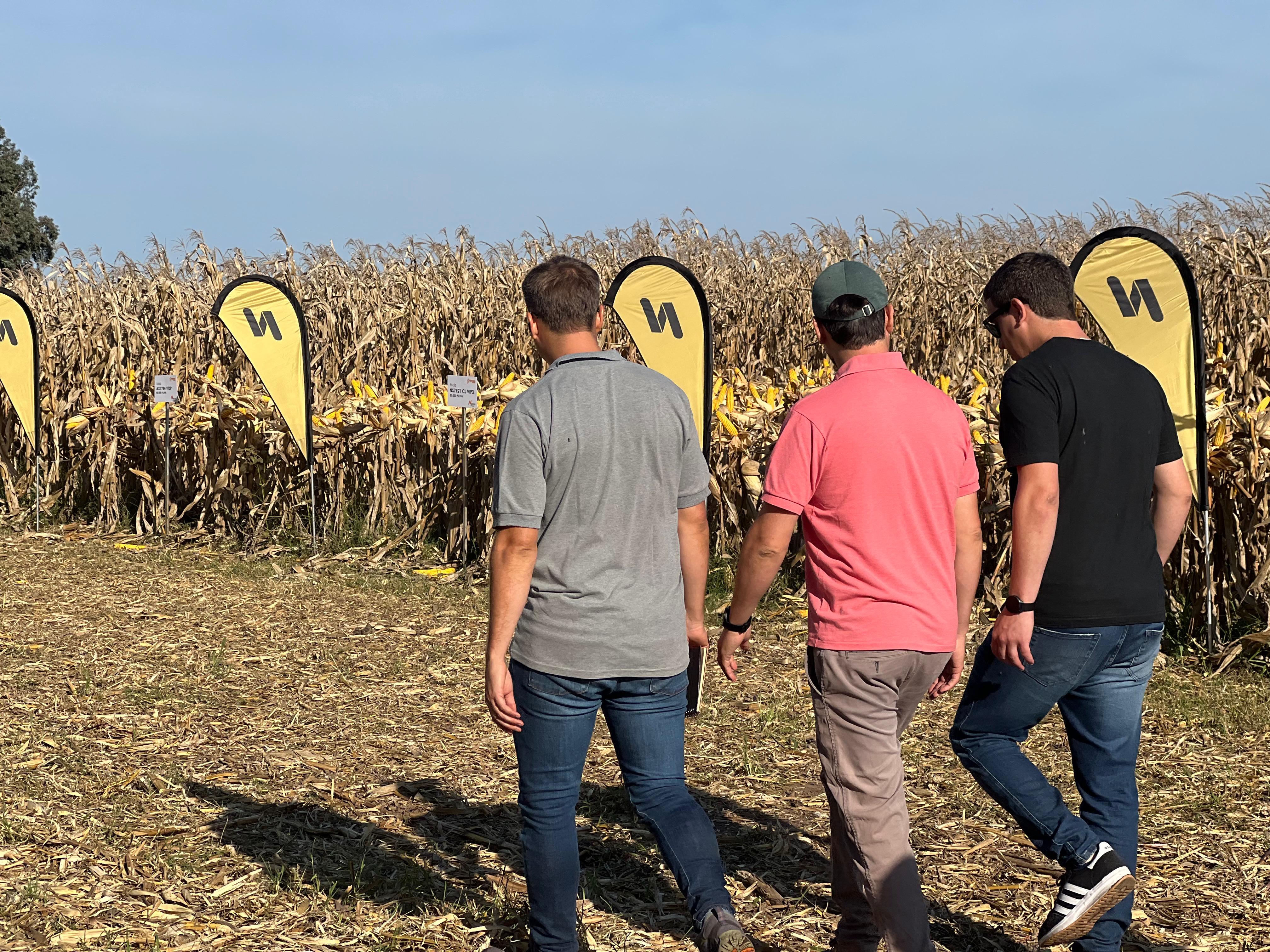 Los tres socios de HenderSeeds recorriendo un ensayo de maíz Nidera